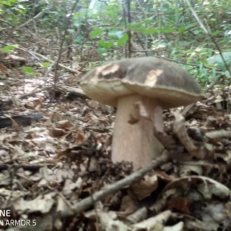 Castagna Bed & Breakfast