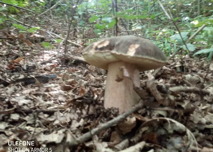 Castagna Bed & Breakfast